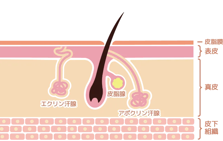 皮膚の断面図と汗腺の種類